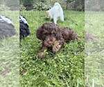 Small Photo #25 Aussiedoodle Puppy For Sale in ASHEVILLE, NC, USA