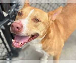 Australian Kelpie-Unknown Mix Dogs for adoption in Tulsa, OK, USA