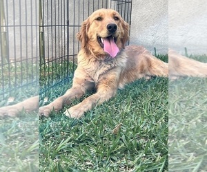 Mother of the Goldendoodle (Miniature) puppies born on 04/24/2026