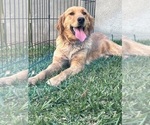 Small Photo #1 Goldendoodle (Miniature) Puppy For Sale in CHULA VISTA, CA, USA