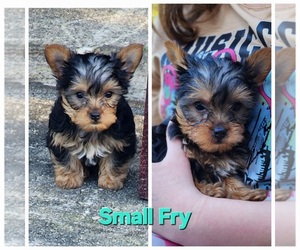 Yorkshire Terrier Puppy for sale in SUNNY HILLS, FL, USA