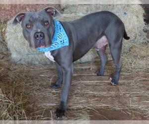 American Pit Bull Terrier-Unknown Mix Dogs for adoption in Oklahoma City, OK, USA