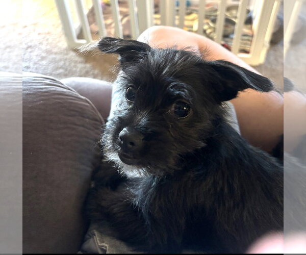 Medium Photo #5 Mutt Puppy For Sale in Grafton, WI, USA