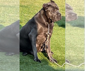 Mother of the Cane Corso puppies born on 06/13/2025