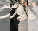 Small Photo #12 Dogo Argentino Puppy For Sale in Pleasanton, TX, USA