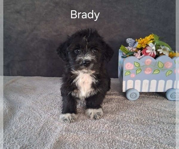 Medium Photo #3 Yo-Chon Puppy For Sale in MOUNT PLEASANT, MI, USA