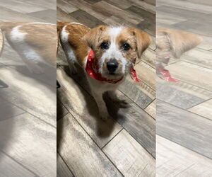 Brittany-Unknown Mix Dogs for adoption in Mobile, AL, USA