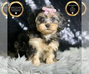 Medium YorkiePoo