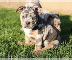 American Bully Puppy for sale in COLTON, CA, USA