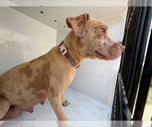 Mutt Dogs for adoption in Augusta, GA, USA