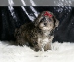 Small #3 YorkiePoo