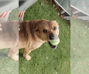 Crosby - Female Labrador Retriever-Unknown Mix Dog for Adoption - Photo #2