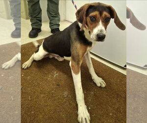 Buzz Lightyear - Male Treeing Walker Coonhound Dog for Adoption - Photo #4