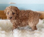 Small Photo #3 Poodle (Miniature) Puppy For Sale in FREDERICKSBURG, OH, USA