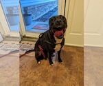 Small #3 American Pit Bull Terrier Mix