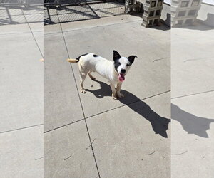 T-rex - Male Canaan Dog-Unknown Mix Dog for Adoption - Photo #2