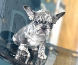 French Bulldog Puppy for sale in UNIVERSAL CITY, CA, USA