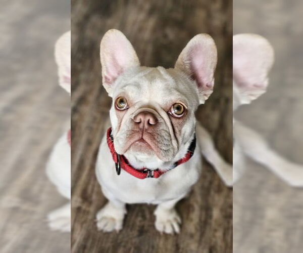 Medium Photo #2 French Bulldog Puppy For Sale in Lake Elsinore, CA, USA
