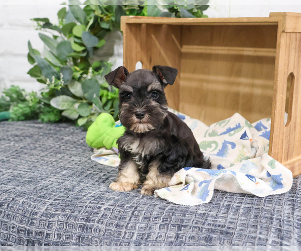 Medium Photo #8 Schnauzer (Miniature) Puppy For Sale in SYRACUSE, IN, USA