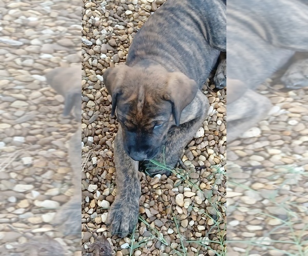 Medium Photo #5 Doberman Pinscher-Mastiff Mix Puppy For Sale in BRANTLEY, AL, USA
