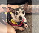 Small #6 Chihuahua