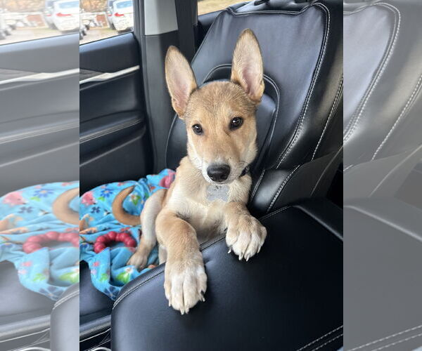 Medium Photo #8 German Shepherd Dog-Unknown Mix Puppy For Sale in Holly Springs, NC, USA