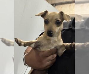 Chihuahua Dogs for adoption in Bakersfield, CA, USA
