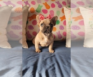 French Bulldog Puppy for sale in INDIANAPOLIS, IN, USA