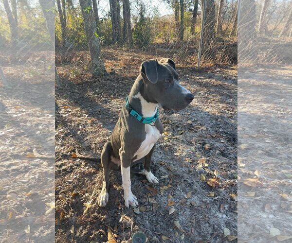 Medium Photo #5 Great Dane-Unknown Mix Puppy For Sale in Huntersville, NC, USA