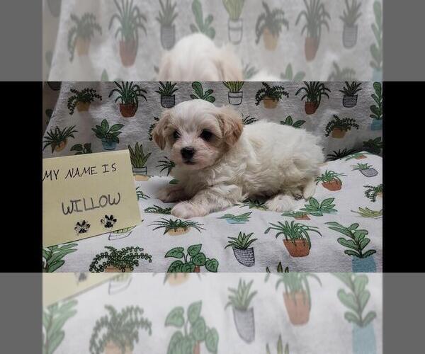Medium Photo #7 Maltipoo (Miniature) Puppy For Sale in BROOKFIELD, MO, USA