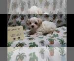 Small #6 Maltipoo (Miniature)