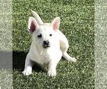 Small #13 Huskies  Mix