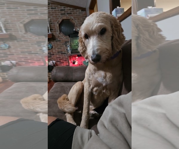 Medium Photo #2 Labradoodle Puppy For Sale in Columbus, IN, USA