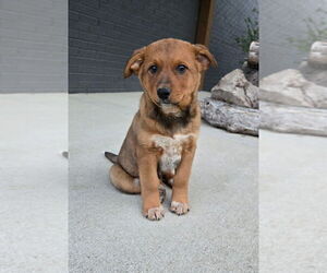 Australian Cattle Dog Puppy for sale in FRANKLIN, IN, USA