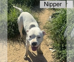 American Pit Bull Terrier-American Staffordshire Terrier Mix Dogs for adoption in Wenonah, NJ, USA