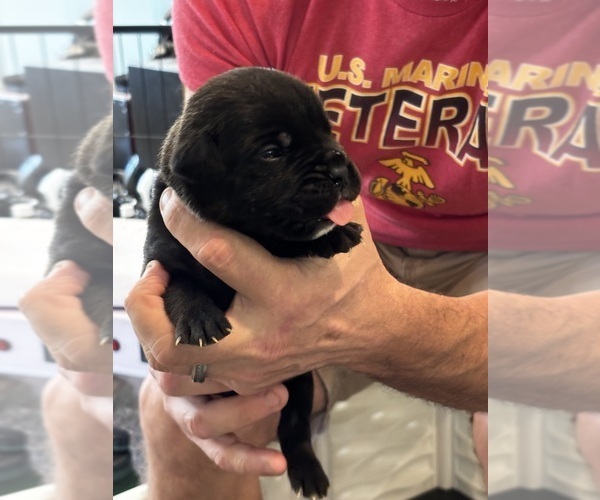 Medium Photo #22 Cane Corso Puppy For Sale in REEVESVILLE, SC, USA
