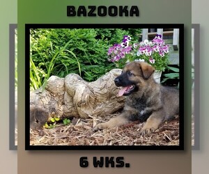 German Shepherd Dog Puppy for sale in BROOKFIELD, MO, USA