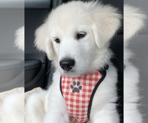 Golden Retriever-Samoyed Mix Puppy for Sale in LARGO, Florida USA