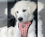 Small Photo #1 Golden Retriever-Samoyed Mix Puppy For Sale in LARGO, FL, USA