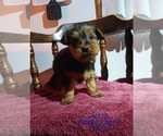 Puppy Travis Dogue de Bordeaux