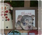 Small Photo #2 French Bulldog Puppy For Sale in ROANOKE, AL, USA