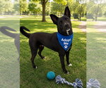Small Photo #2 Mutt Puppy For Sale in Euless, TX, USA