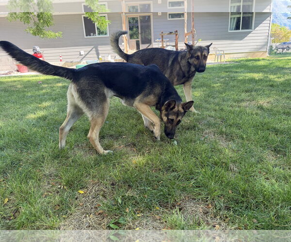 Medium Photo #9 German Shepherd Dog-Unknown Mix Puppy For Sale in Sandy, UT, USA