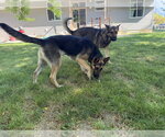 Small #8 German Shepherd Dog Mix