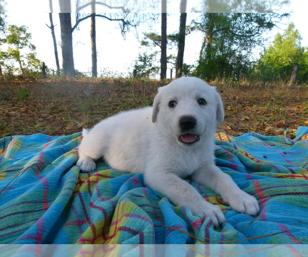 Medium Photo #12 Akbash Dog Puppy For Sale in BROOKSVILLE, FL, USA