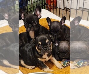 French Bulldog Puppy for sale in CAPE CORAL, FL, USA