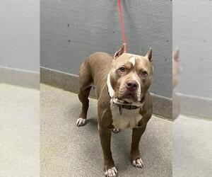 Mutt Dogs for adoption in Las Vegas, NV, USA