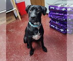 Small #10 American Pit Bull Terrier-Labrador Retriever Mix