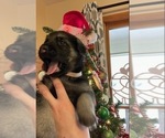 Small Photo #3 German Shepherd Dog Puppy For Sale in MCDONOUGH, GA, USA