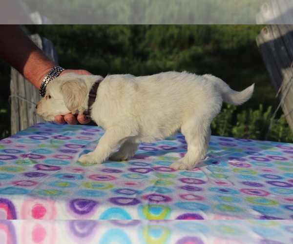 Medium Photo #7 Goldendoodle Puppy For Sale in UNION CITY, TN, USA